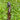 Dragon Magic Wand – 15" Hand-Carved Cassia Siamea Wood | Halloween Gift & Collector’s Item