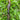 Phoenix Magic Wand – 15" Hand-Carved Cassia Siamea Wood | Unique wand Inspired Collectible